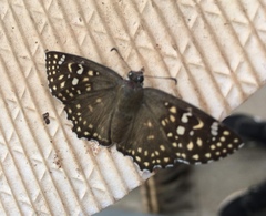 Caprona alida