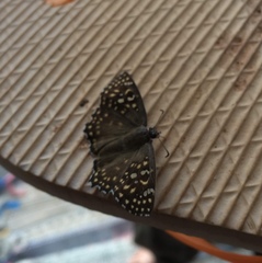 Caprona alida