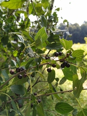 Rhamnus cathartica