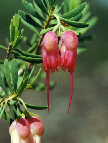 Homoranthus porteri, photograph 1
