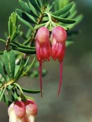 Homoranthus porteri