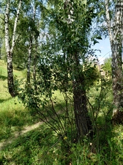 Rhamnus cathartica