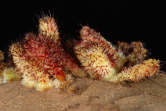 Callirhytis tubicola