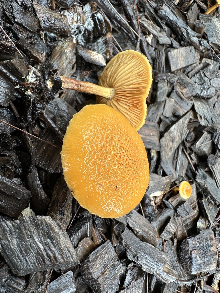 Gymnopilus dilepis · March 2025 · photo: © prossington (iNaturalist, cc-by)