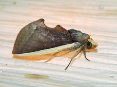 Gonodonta pyrgo