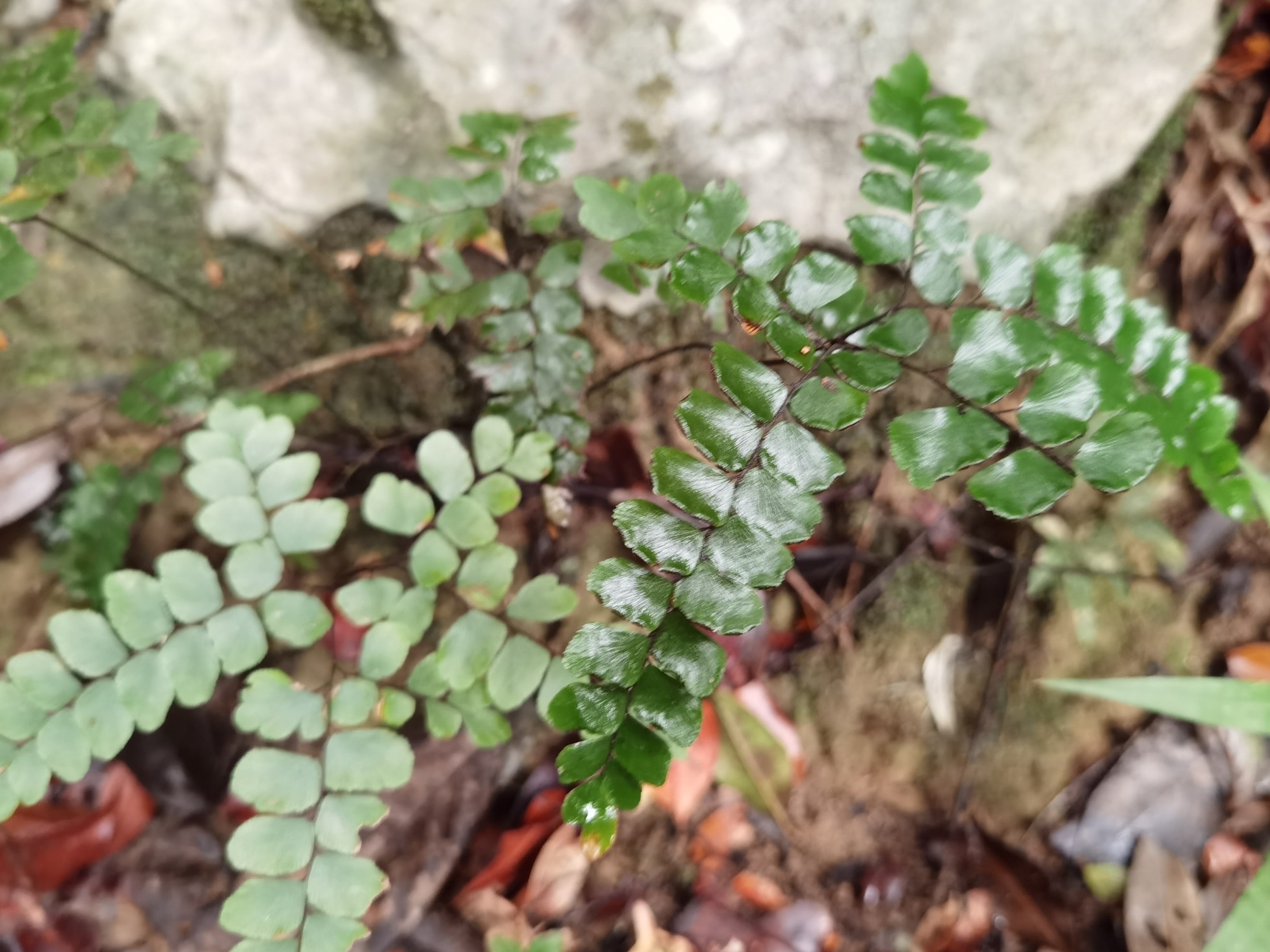 Adiantum flabellulatum (Adiantum flabellulatum)