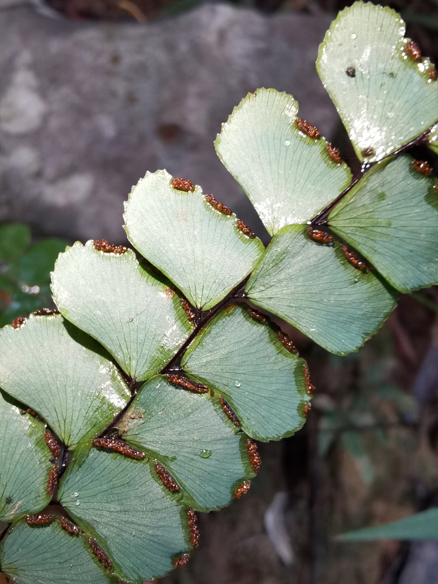 Adiantum flabellulatum — ảnh 2
