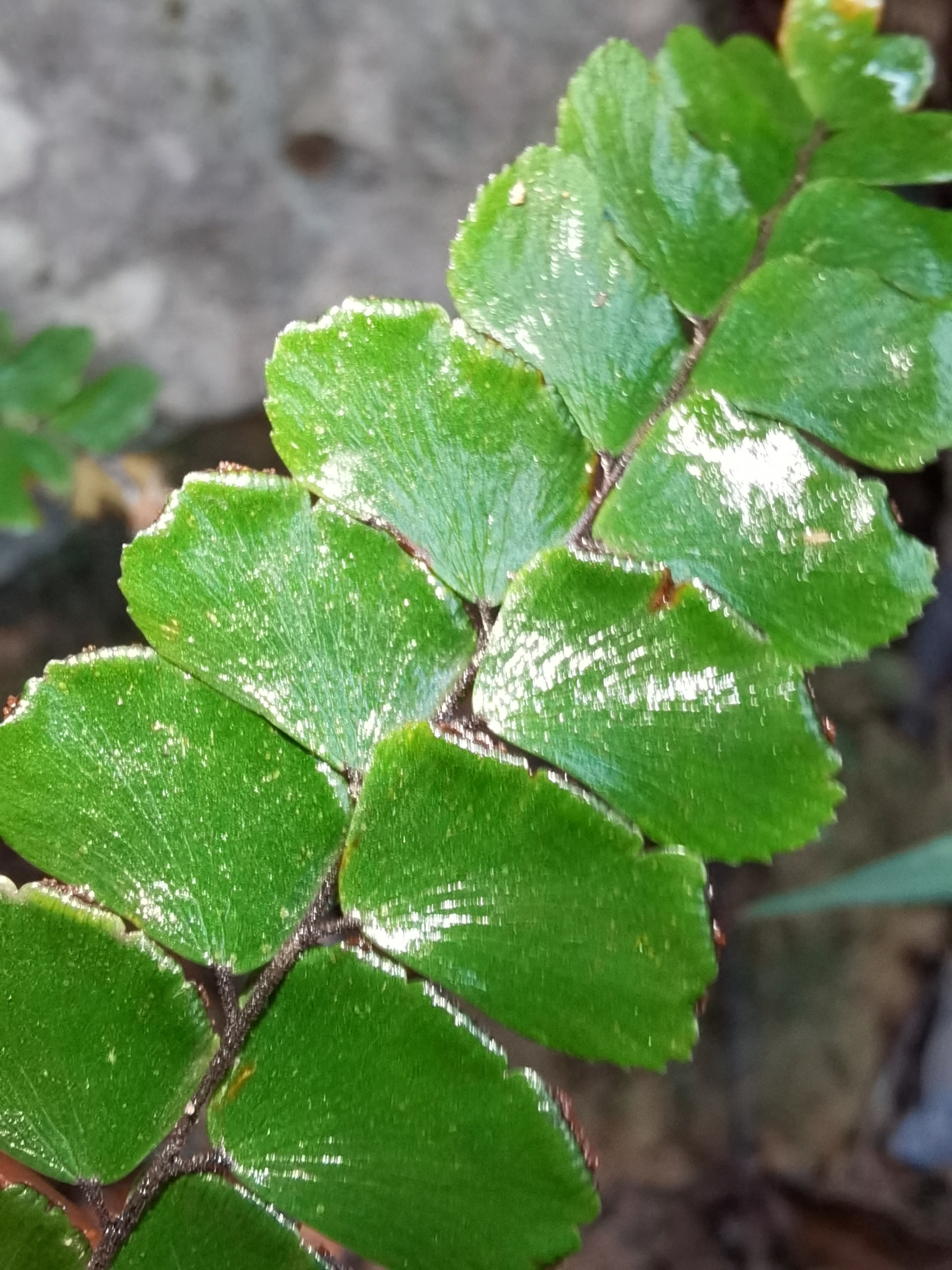 Adiantum flabellulatum — ảnh 3
