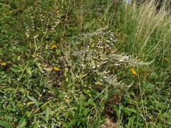 Lithospermum officinale