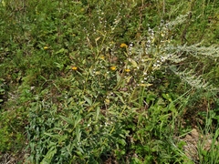 Lithospermum officinale