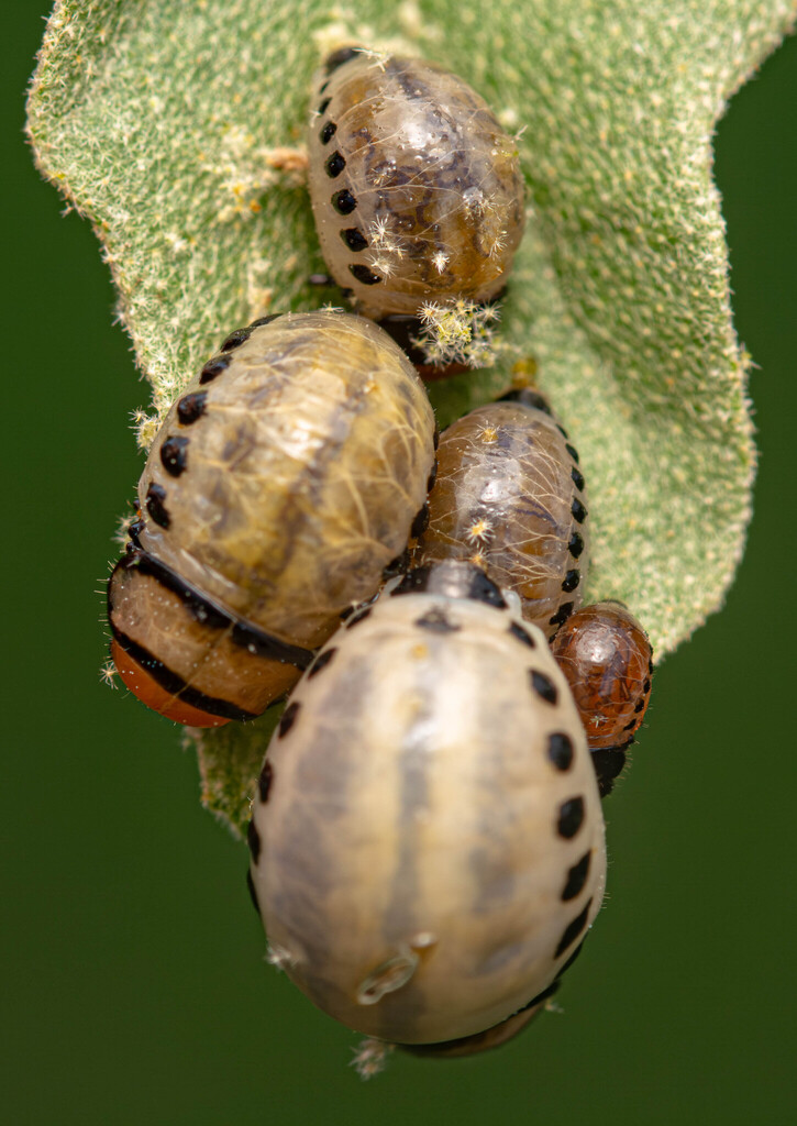 false potato beetle
