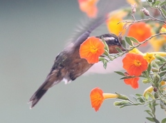 Lampornis