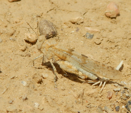 Desert Sand Grasshopper