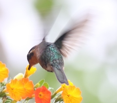 Lampornis