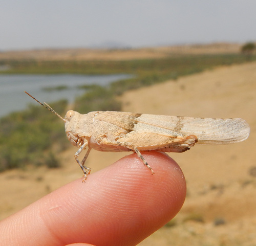 Sphingonotus finotianus
