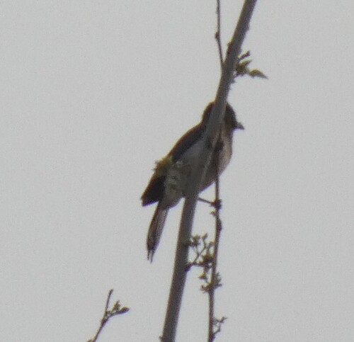 Common Bulbul