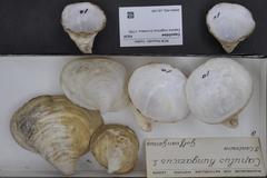 Caperuza