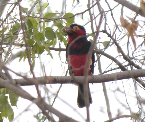 Bearded Barbet
