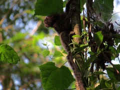 Callithrix penicillata