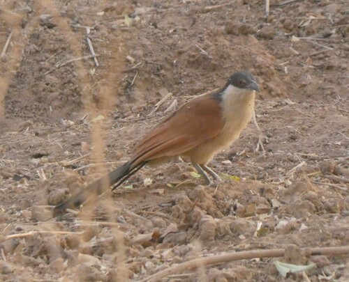 Senegal Coucal