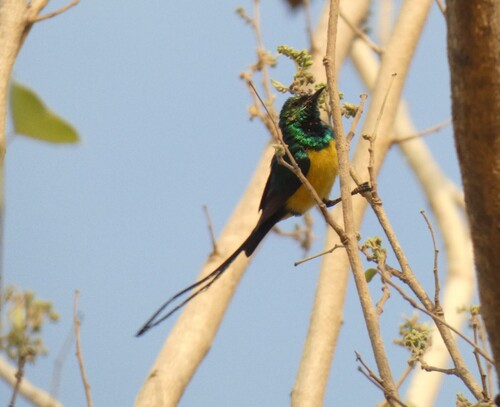 Pygmy Sunbird