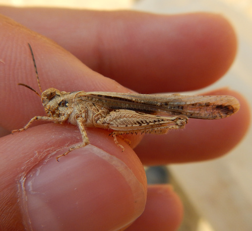 Common Digging Grasshopper