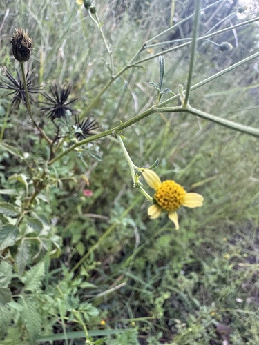 Yellow-flowered blackjack (Bidens biternata)