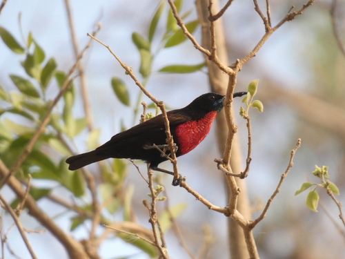 Scarlet-chested Sunbird