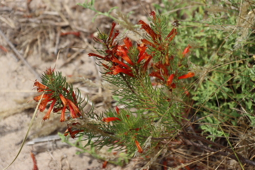 Image of Golden Heath (Erica grandiflora) by (c) Tony Rebelo, some rights reserved (CC BY-SA)