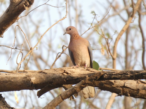 Laughing Dove