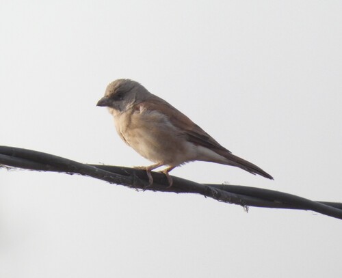 Northern Grey-headed Sparrow