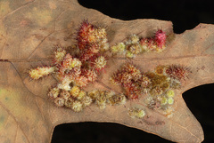 Callirhytis tubicola