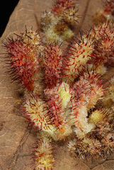 Callirhytis tubicola