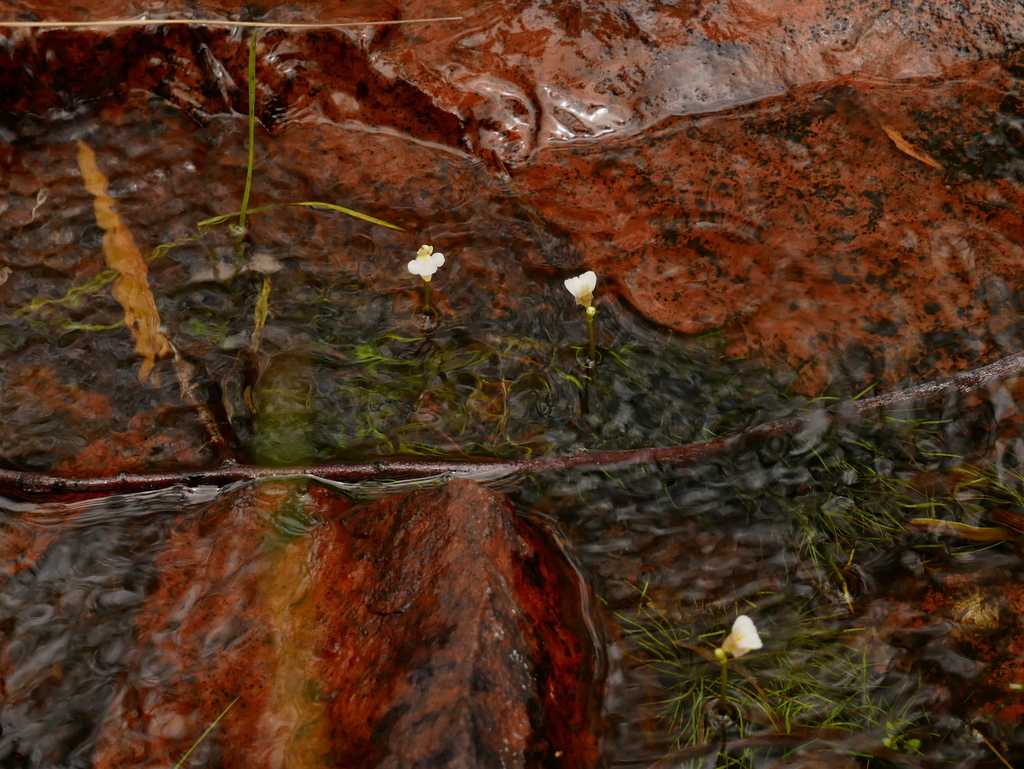 Utricularia fistulosa P.Taylor 2