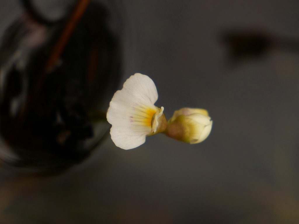 Utricularia fistulosa P.Taylor