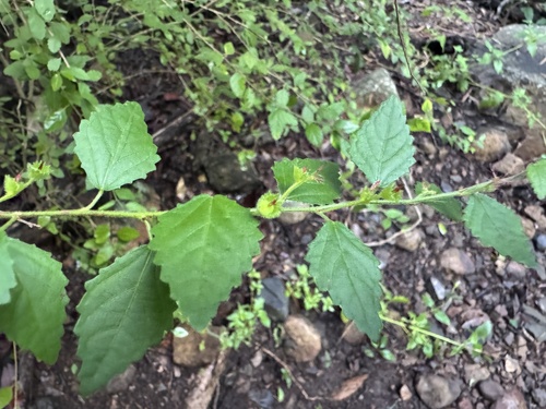 native acalypha (Acalypha eremorum)