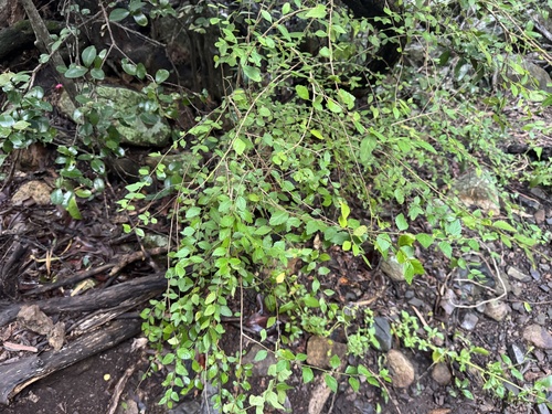Acalypha eremorum, photograph 1