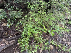 Caleb Catto, CC BY, iNaturalist via GBIF Acalypha eremorum, photograph Caleb Catto, CC BY, iNaturalist via GBIF