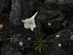 Lilium formosanum × lilium longiflorum