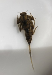Ephemerellidae