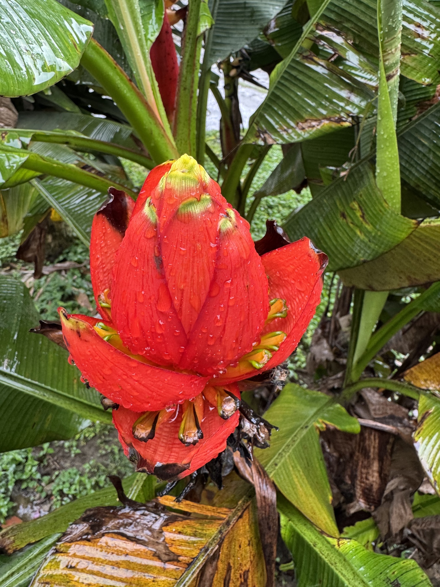 Chuoi Rung (Musa coccinea)