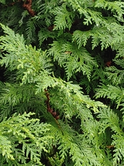 Cupressaceae