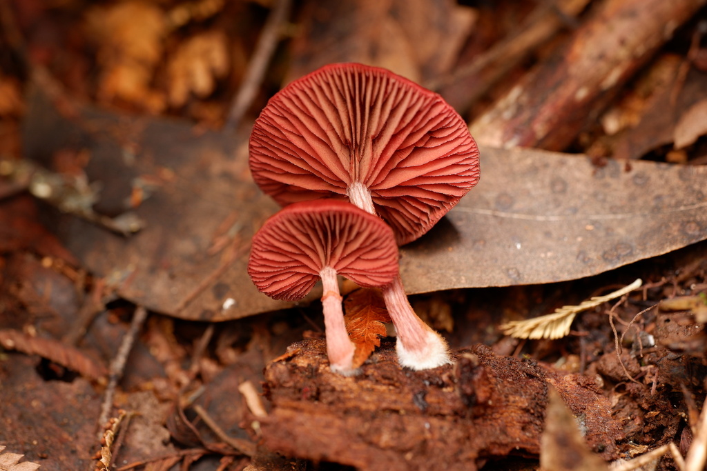 Tubaria rufofulva · March 2025 · photo: © celadonfern (iNaturalist, cc-by)