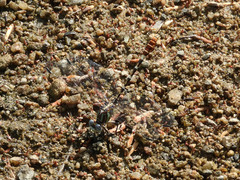 Erpetogomphus compositus