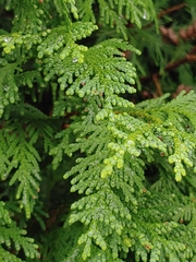 Cupressaceae