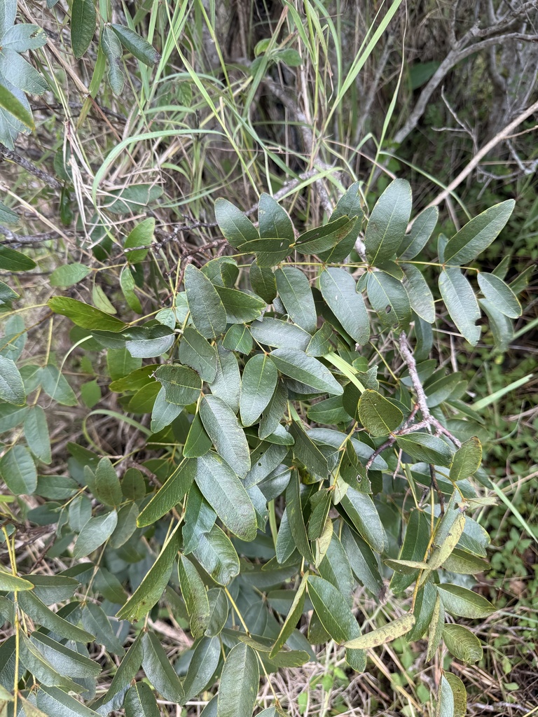 Cassia brewsteri - council-listed tree
