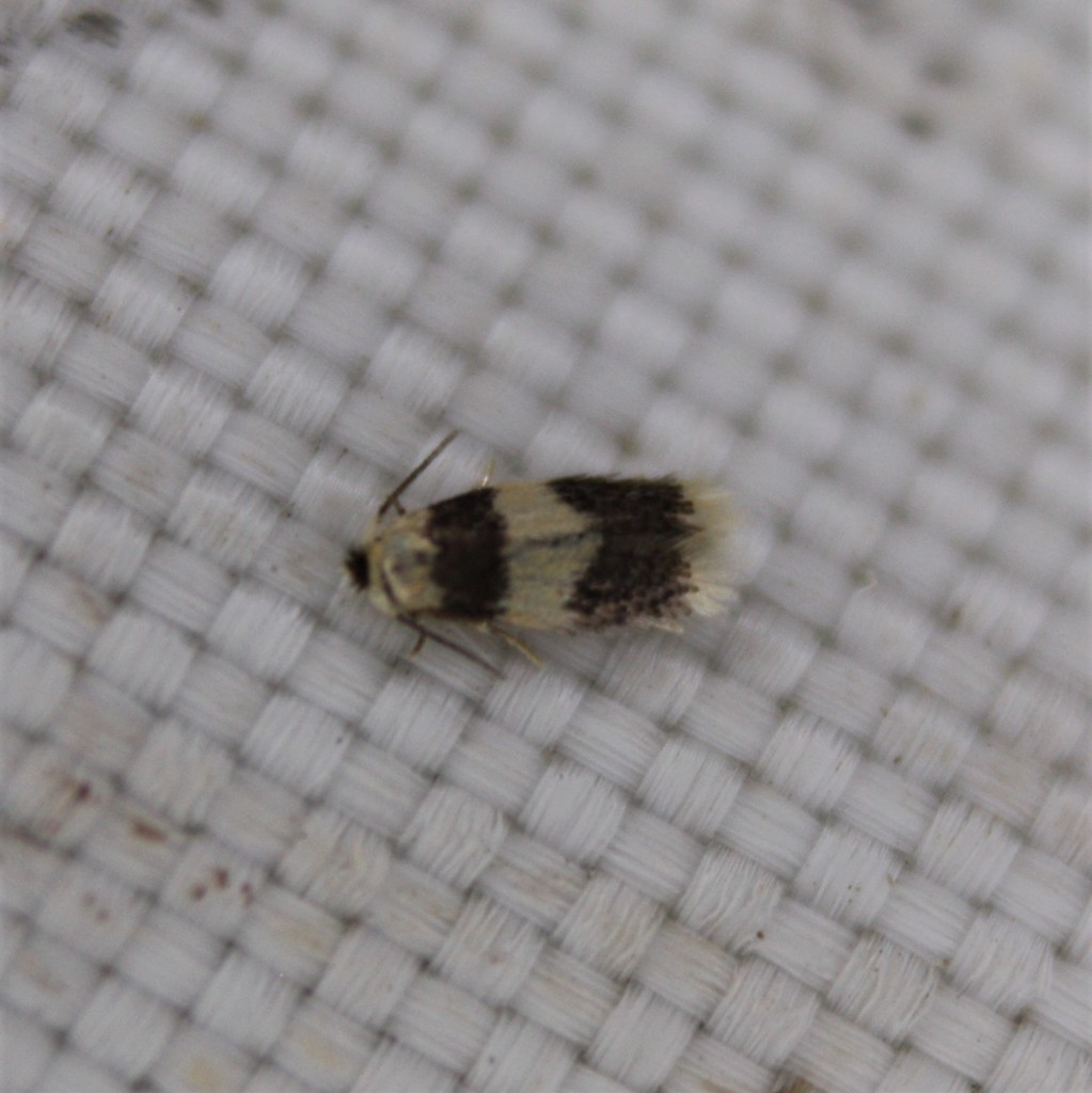 Stigmella nigriverticella