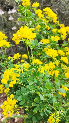 Coronilla valentina iNat (1)