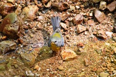 Setophaga pitiayumi insularis