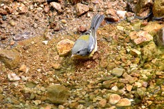 Setophaga pitiayumi insularis